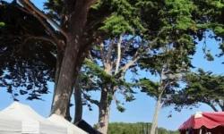 Marché gourmand de Saint-Lunaire. Tous les mercredis en juillet et août sur l'esplanade du mini-golf. Un marché nocturne et gourmand au bord de la plage.