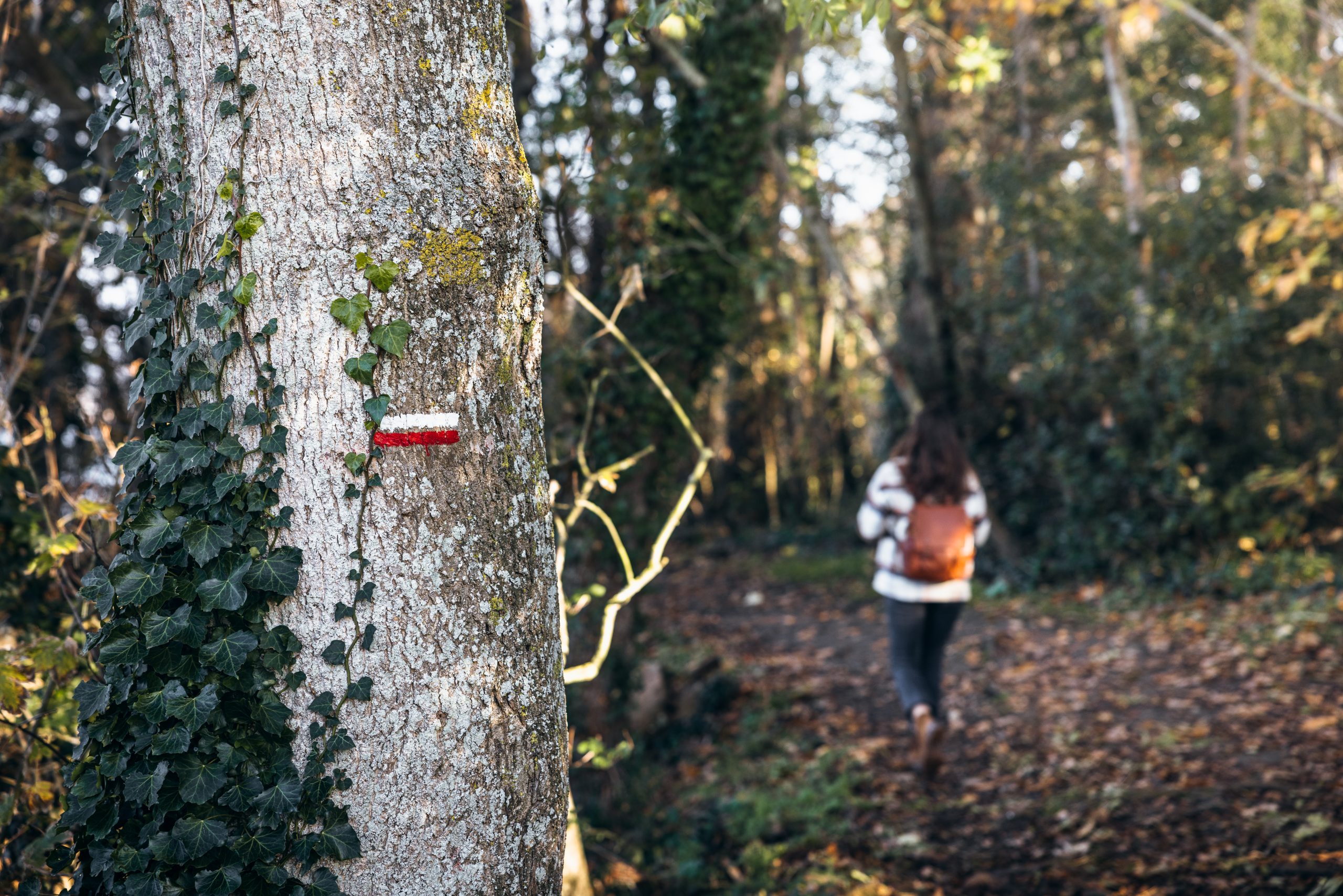 Une jeune fille suit le sentier boisé du GR34 le long des bords de Rance à Pleurtuit. Le chemin, entouré d'arbres nus et de sous-bois d'hiver, serpente à travers la nature paisible. La lumière douce filtre à travers les branches, créant une ambiance calme et contemplative pour pratiquer un sport d'hiver breton.