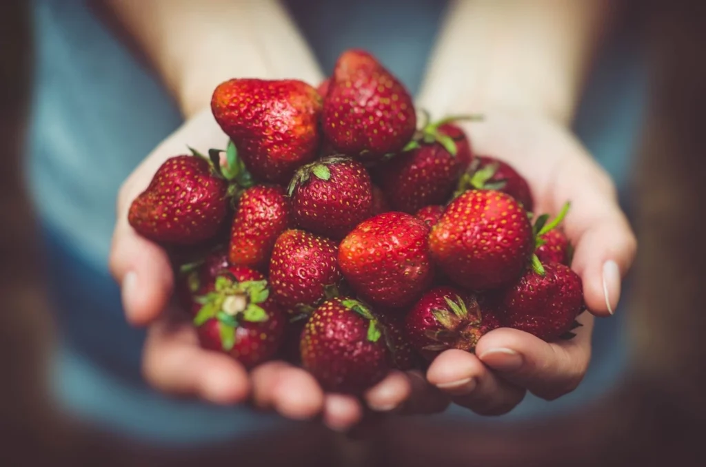 Marchés et brocantes de la Côte d'Émeraude. Une personne tient dans ses mains des fraises rouges.