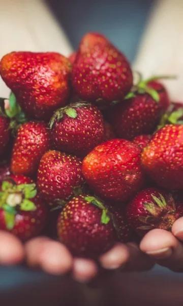 Marchés et brocantes de la Côte d'Émeraude.
Une personne tient dans ses mains des fraises rouges.