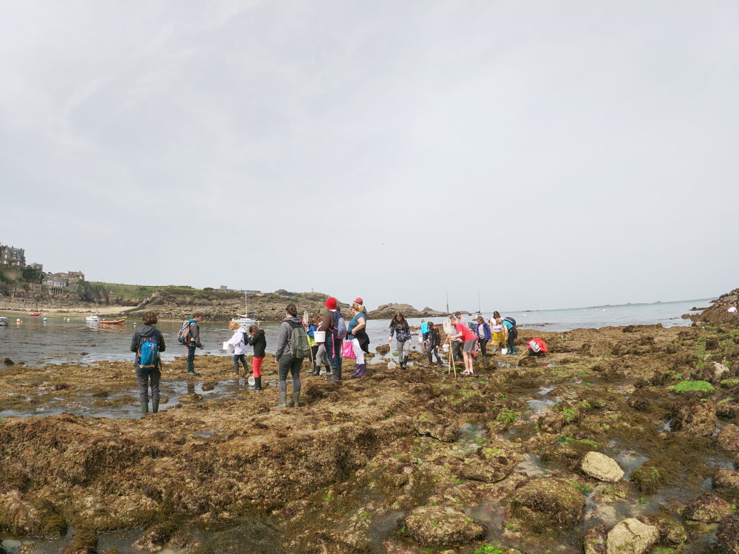 Activité pêche à pied groupe à Dinard Côte d'Émeraude.